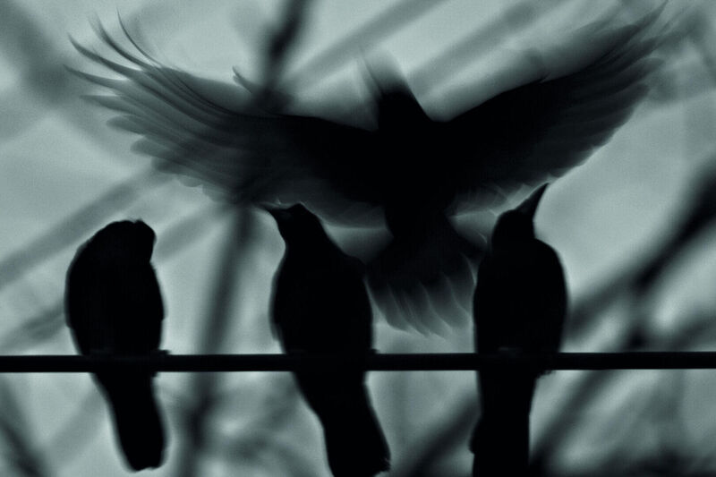 Blog: Vrije Vogels in een kerk in transitie