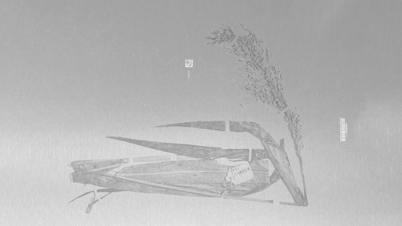 Tussen kweken en maken